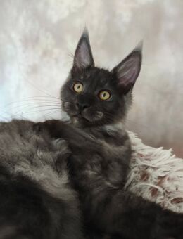 Maine Coon Kätzchen Reinrassige - München