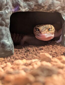 Tangerine Eclipse leopardgecko - Bergheim (Nordrhein-Westfalen)