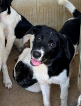 Liebenswerte Jada sucht Zuhause - Neuss