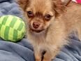 Langhaar Chihuahua Prinzessin & Koboldmädchen beige-schoko suchen ihr FÜR -IMMER Zuhause in 37586