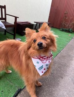 Rohdiamant Paul sucht dich! - Chemnitz