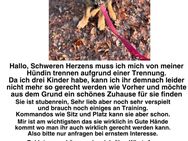 Deutscher schäferhund zu Verkauf - Kranenburg (Nordrhein-Westfalen)