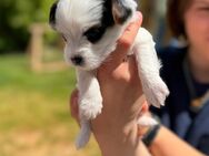 Mini Biewer Yorkshire Terrier reinrassig 1 Rüde noch ! - Laage