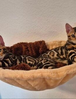 Bengalkitten Katze Luna & Leo - Faid