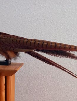 Wolpertinger Nummer 6 - Göttingen