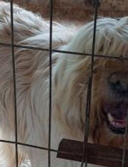 Alex ist ein imposanter Rüde 🐾 - Elsdorf (Nordrhein-Westfalen)