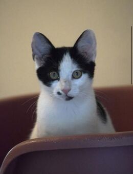 8 Katzengeschwister,leben in 48683 Ahaus - Markdorf