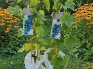 2 x Weinrebe (neu) Vitis vinivera blau 15 Euro VB für beide Pflanzen - Bochum Werne