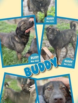 Toller Buddy wäre gern Dein Freund! - Nürnberg