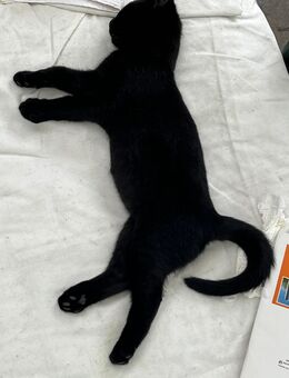 Super hübsche Fellmäuse Kater/Katzen/Babys - Hamburg