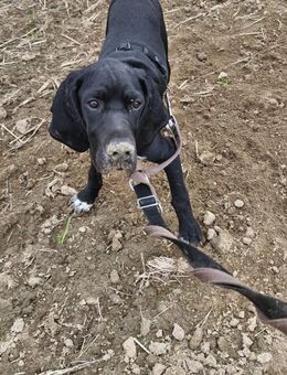 Eros sucht ein Zuhause - Arnsberg
