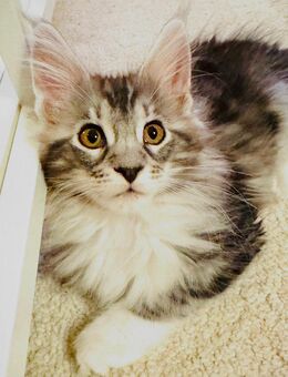 Reinrassige Maine Coon Mädchen - Aue