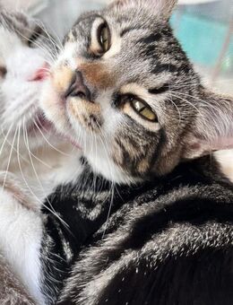 Lucy sucht ein Zuhause mit Freigang! - Waakirchen