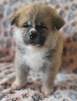 Akita Inu Rüde - Berlin