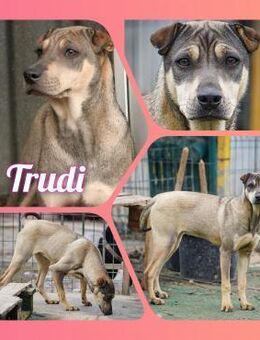 ♡Trudi♡ - kleiner schüchterner Schatz - Alfeld (Leine)