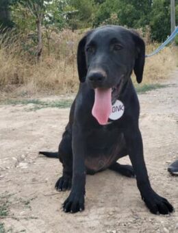 🧡 MONK 🧡 - SCHAU MIR IN DIE AUGE KLEIN - Alfeld (Leine)