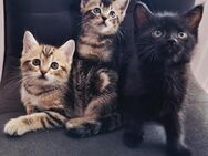 BKH Britisch Kurzhaar Kitten - Pforzheim