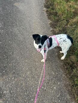 Kleine Hündin -Virgie- - Rambin