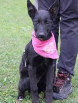 Noelle - Traumhund in schwarz - München