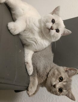 BKH Mix Kitten - Osnabrück