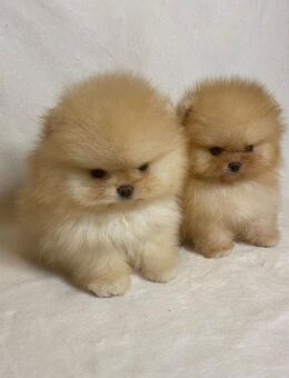 Mini Pomeranian Zwergspitz Welpen - Banzkow