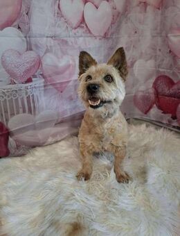 Charlet sucht ihr Für-immer-Zuhause - Berlin