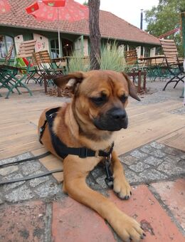 Mischling in liebevolle, erfahrene Hände abzugeben - Neubrandenburg