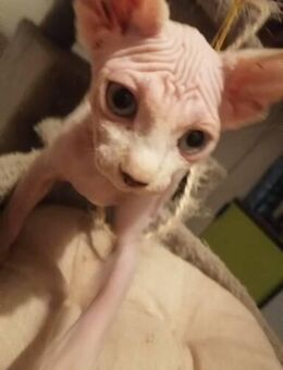 Zuckersüße verschmuste sphynx kitten - Düren