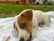 Jack Russell Terrier- Welpe Rüde - Grabau (Landkreis Stormarn)