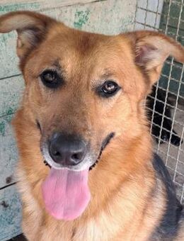 Herzenshund Bonco sucht Traumzuhause - Obertshausen