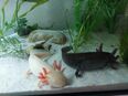Axolotl Jungtiere BD frei Tierversand möglich in 99955