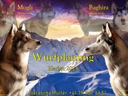 Siberian Husky - Wurfplanung - Amlikon-Bissegg