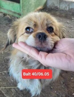 Pico, ein Zwerglein sucht Körbchen - Köln