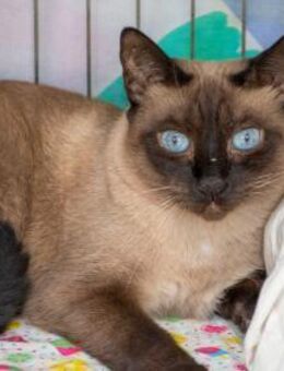 Adriana - Siamdame sucht Wohlfühlort - Bad Camberg