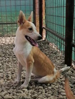 NICO - wird immer übersehen... - Konstanz