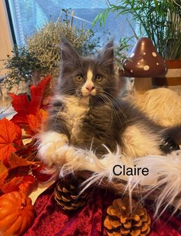 Maine Coon groß werdend - Laudenbach (Bayern)
