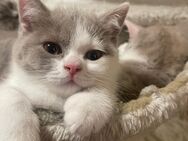 Verkaufe Britisch Kurzhaar Kitten - Dortmund