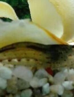 Amanogarnelen - Hohenroth