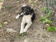 ❤️Fröhlicher Welpe Rely❤️ - Eislingen (Fils)