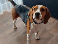 Wir bitten unseren Beagle als Deckrüden an - Dörentrup