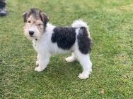 Drahthaar Foxterrier Welpen. - Steyerberg