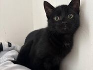 Katze sucht neues Zuhause - Nürnberg