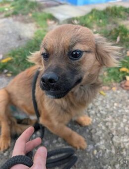 Paolo möchte ankommen - Wallerfangen