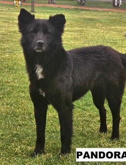 Hündin Pandora sucht liebe Menschen - Neuhausen (Fildern)