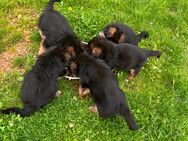 Schäferhund Welpen - Eppelborn