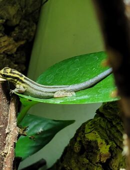 1,0 Lygodactylus kimhowelli Nachzucht ´24 - Laupheim