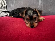 Reinrassige Yorkshire Terrier - Bleicherode