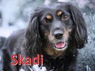 SKADI ❤ wartet in 26340 Zetel auf Dich - Langenhagen