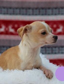 438108 - einen Platz zum Kuscheln finden - Overath