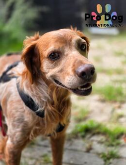 Skipper auf Pflegestelle - Talkau